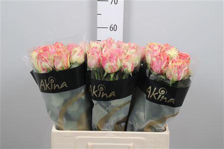 <h4>R Gr Fiesta+</h4>