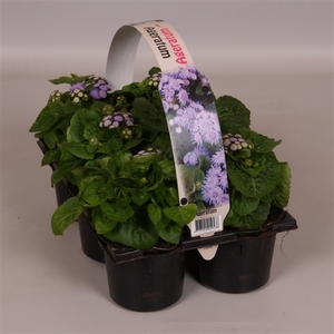 Ageratum houstonianum blauw 6p