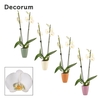 Phalaenopsis 2 tak 16+ wit in Carly (Craft world-collection)