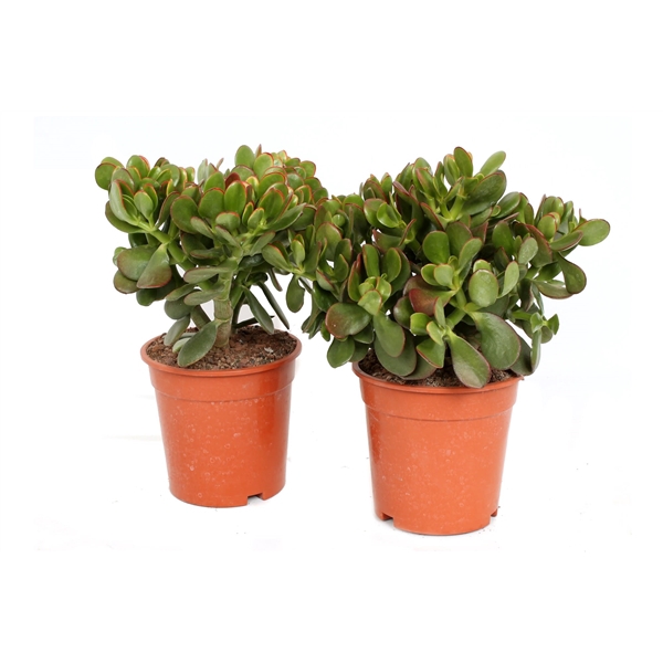 <h4>Crassula sunset 17 cm</h4>