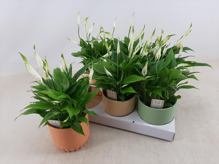 <h4>SPATH CHOPIN</h4>