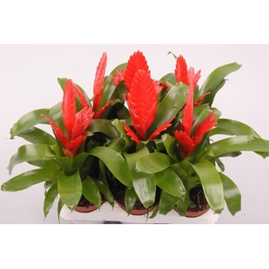 Vriesea Kallisto P rood Kallisto P