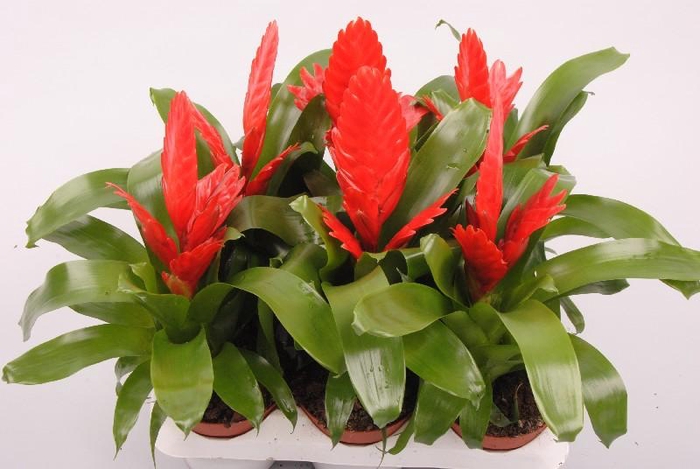 <h4>Vriesea Kallisto P rood Kallisto P</h4>