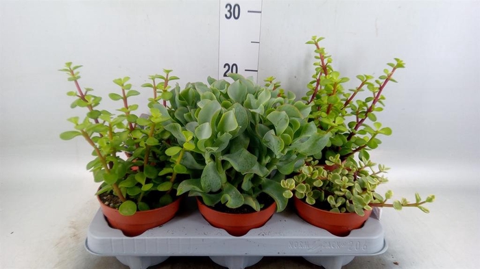 <h4>Succulents ...</h4>