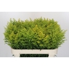 Solidago Tara Gold