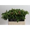 Paeonia Red Charm