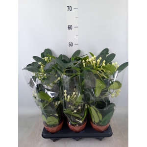 Stephanotis floribunda   ...