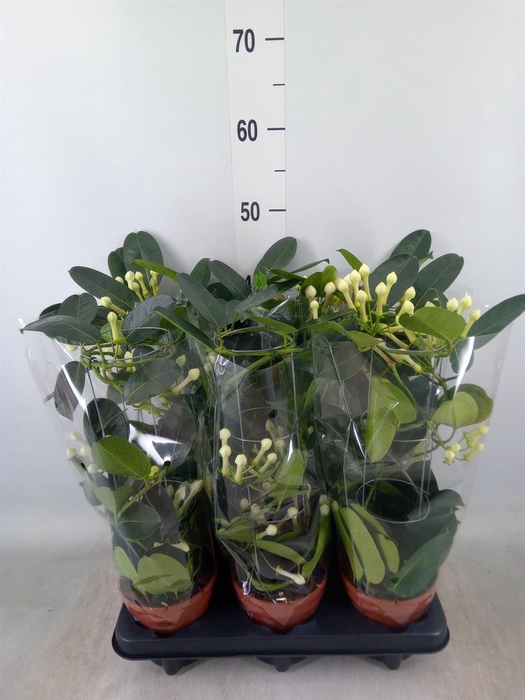 <h4>Stephanotis floribunda   ...</h4>