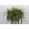 Setaria Italica Red Jewel