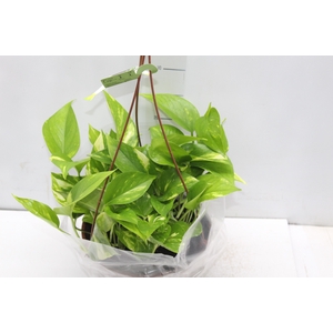 JIBOIA VERDE C21 PENDENTE