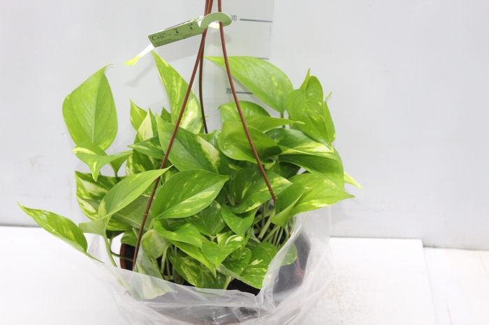 <h4>JIBOIA VERDE C21 PENDENTE</h4>