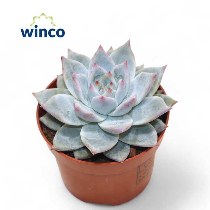 <h4>Echeveria Colorata Ice</h4>
