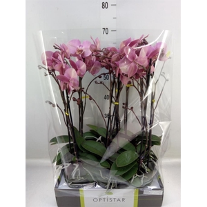 Phalaenopsis   ...rose