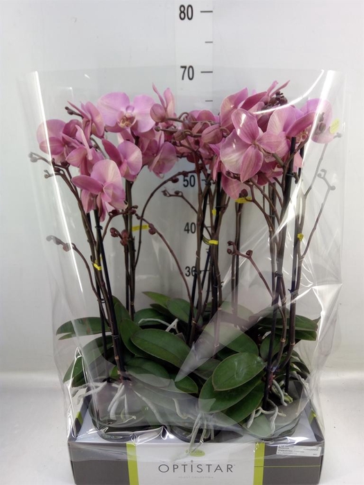 <h4>Phalaenopsis ...rose</h4>