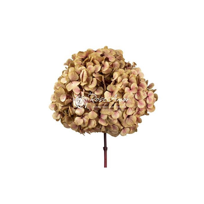 <h4>Hydrangea Xl Pin01</h4>
