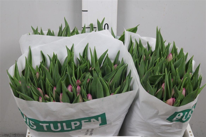 <h4>Tu En Sugar Prince</h4>