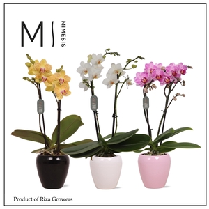 Mimesis Phal. Mix - 2 spike 7cm in Martine Mix Ceramic