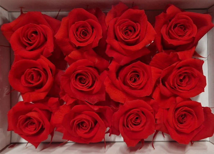 Ro Pres Mini Red Light