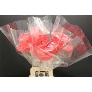 Anthurium Enjoy