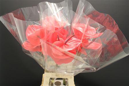 <h4>Anthurium Enjoy</h4>