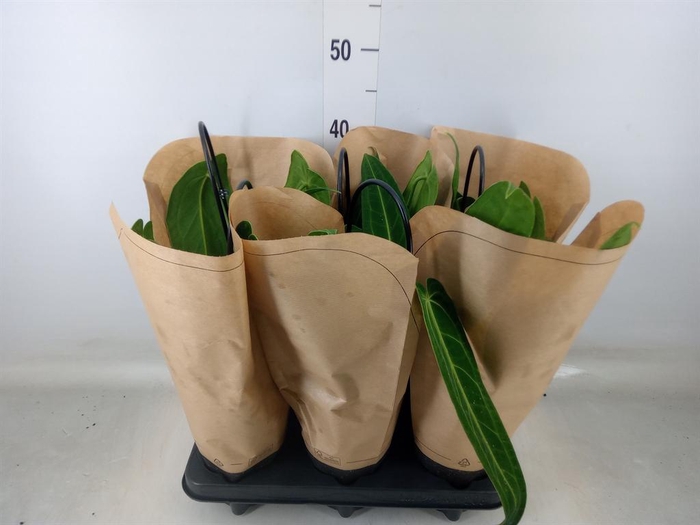 <h4>Anthurium   ...</h4>