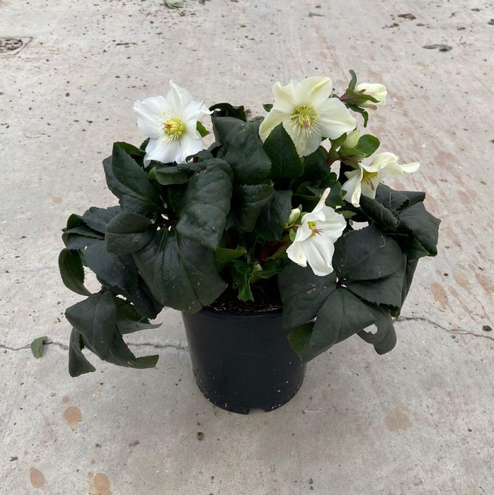 <h4>HGC Helleborus Ice N Roses White</h4>
