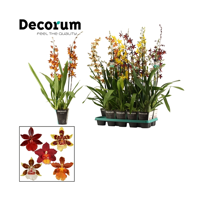 <h4>Cambria 2 tak mix XXL (Decorum)</h4>