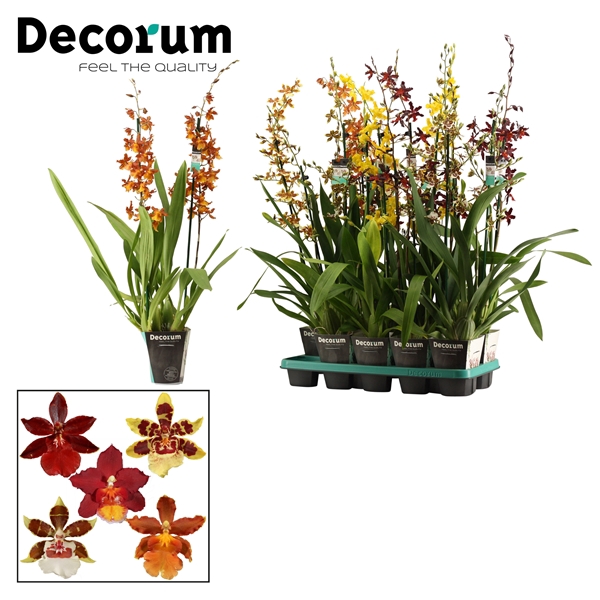 Cambria 2 tak mix XXL (Decorum)