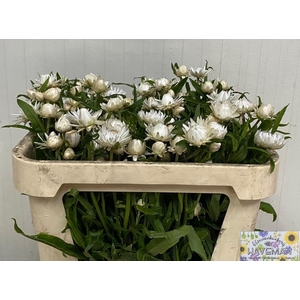 HELICHRYSUM OV