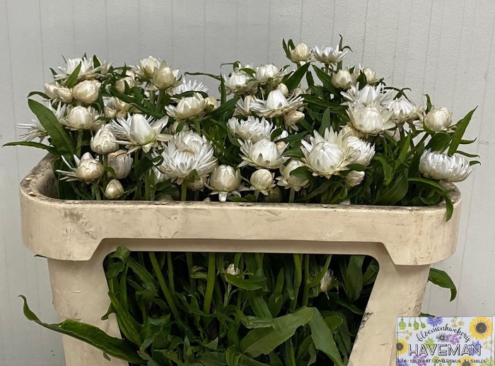 <h4>HELICHRYSUM OV</h4>