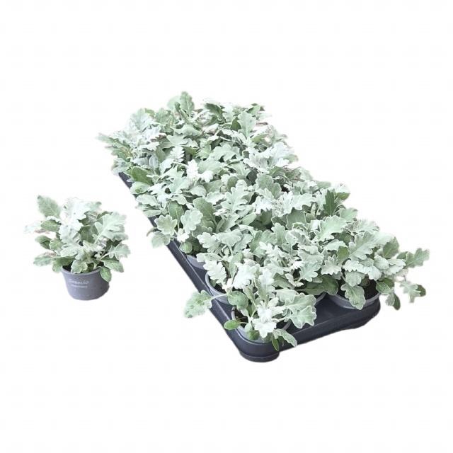 <h4>JACOBAEA MARITIMA</h4>