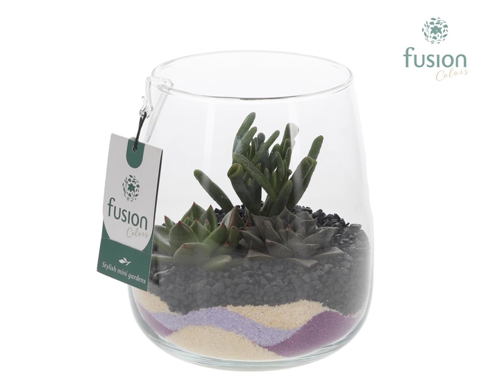<h4>Glazen vaas Alzada met Succullenten arrangement</h4>