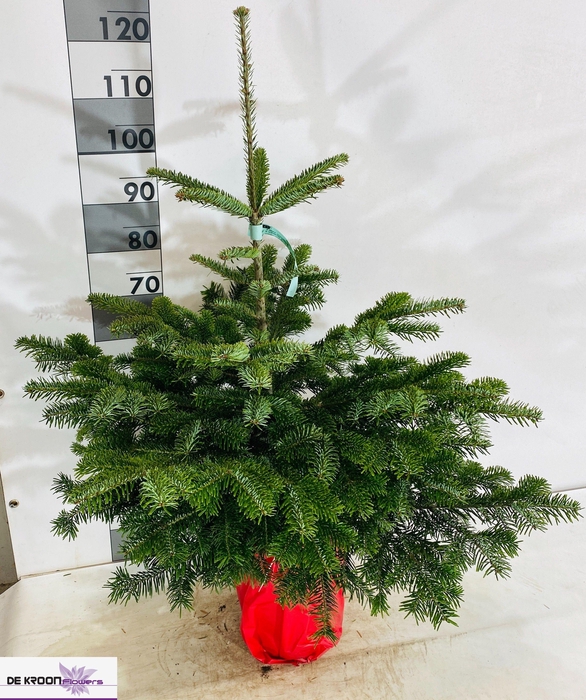 <h4>ABIES NORDMANNIANA</h4>