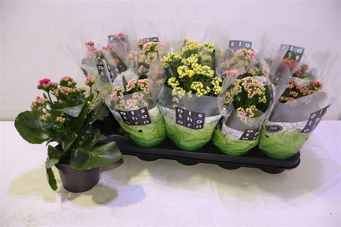 <h4>Kalan B Ge Gem 4 Kl</h4>