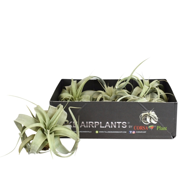 <h4>Tillandsia xerographica bonsai x5</h4>