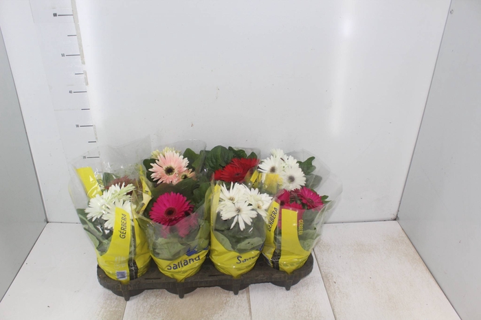 <h4>GERBERA P14 MIN 4 FLS</h4>