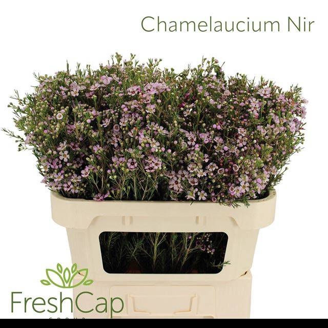 <h4>CHAME UN EARLY NIR</h4>