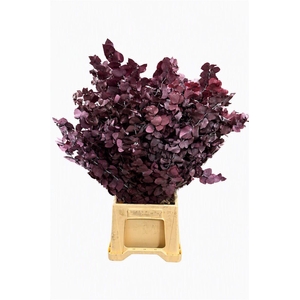 Pres Euca Stuartiana Lilac Amethyst Bunch