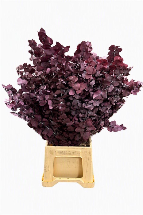 <h4>Pres Euca Stuartiana Lilac Amethyst Bunch</h4>
