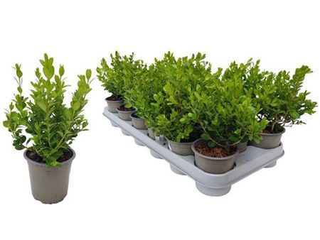 <h4>Buxu Sempervirens</h4>
