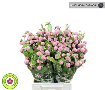 <h4>Gomph Gl Pink</h4>