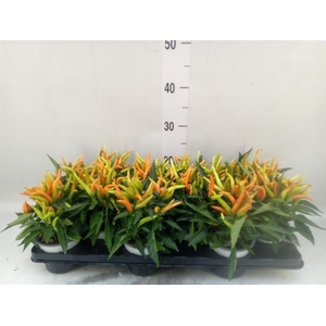 Capsicum annuum 'Hup Hup'