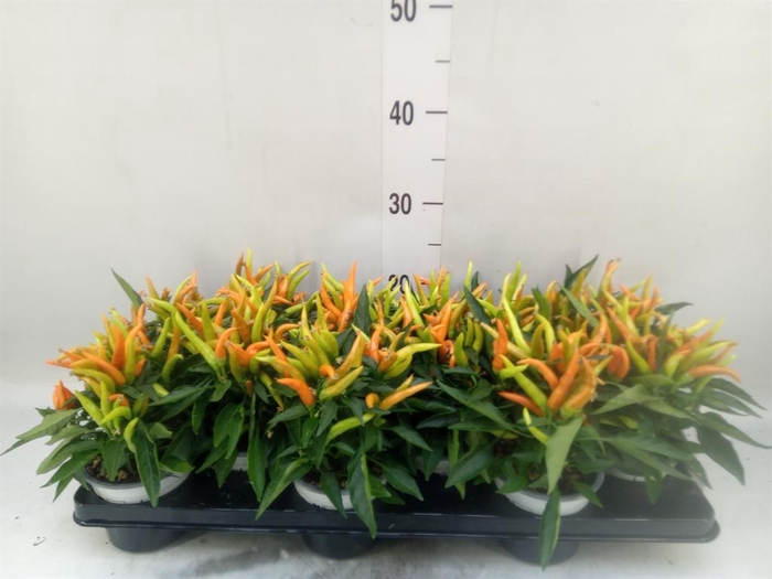 <h4>Capsicum annuum 'Hup Hup'</h4>