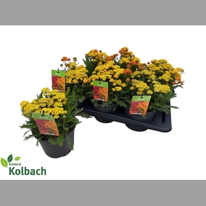 ACHI MILLEFOLIUM