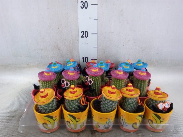 <h4>Cactus   ...decorated</h4>