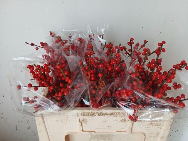 <h4>ILEX VE RODE BES</h4>