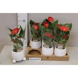 ARR ANTHURIUM