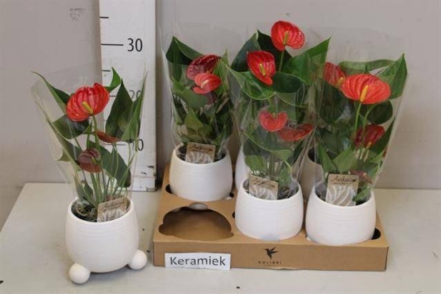 <h4>ARR ANTHURIUM</h4>