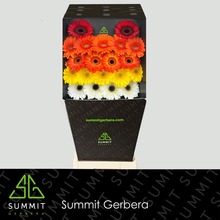 <h4>Germini Mix 3 kleuren Diamond</h4>