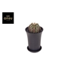 Gymno Cactus 'T-Rex' XL